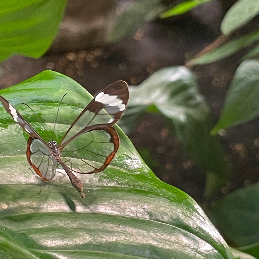 Meet your Posher, Allissa